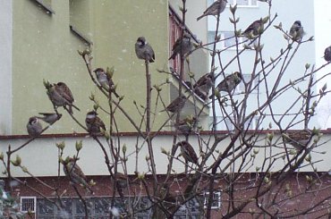 #wróbel #wróbelek #wróble #wróbelki #ptak #ptaki