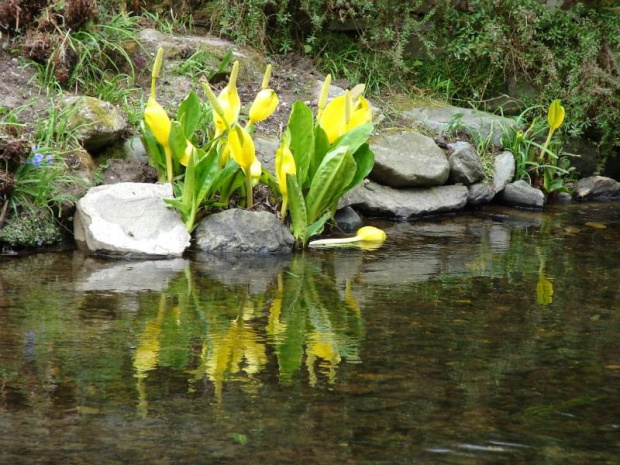 Mount Usher Gardens