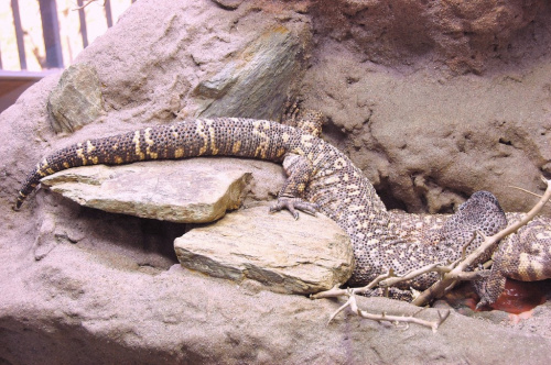 "Opel" ZOO w Königstein./przez szybe/