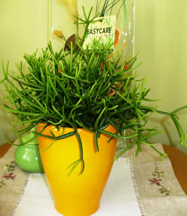 Rhipsalis