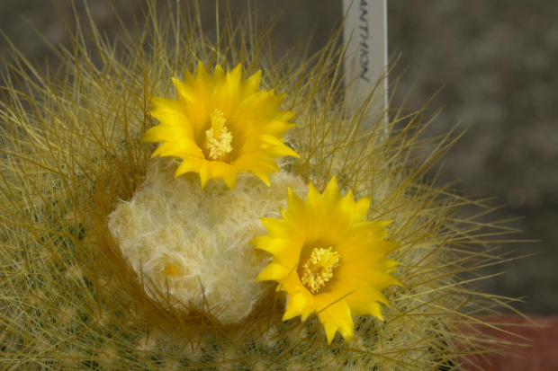 Parodia chrysacantion