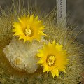 Parodia chrysacantion