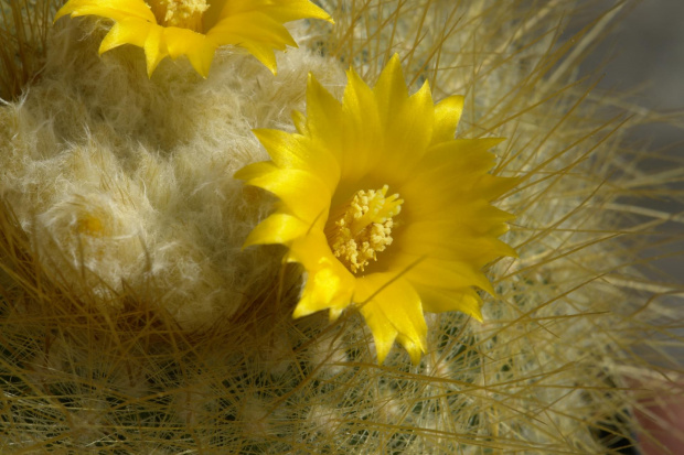 Parodia chrysacantion