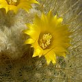 Parodia chrysacantion