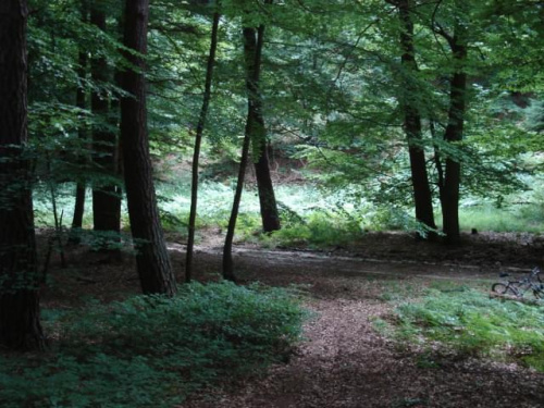 Zdjecie z Centrum Tromiejskiego Parku Krajobrazowego. Lato 2007 #Las #wakacje #lato #park #TrojmiejskiParkKrajobrazowy #sopot #trojmiasto