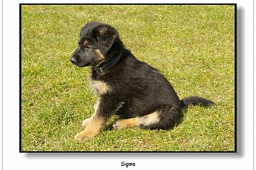 Mój nowy przyjaciel - Sigma #Zwierzęta #pies #owczarek #przyjaciel #Sigma