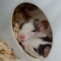 szczurki 2 kwietnia #szczur #szczury #szczurki