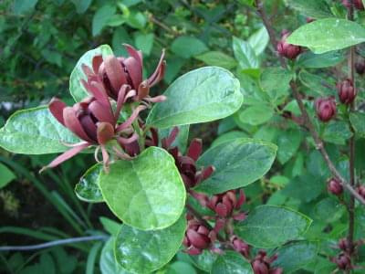 kielichowiec plenny calycanthus_fertilis #kwiaty #kielichowiec