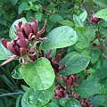 kielichowiec plenny calycanthus_fertilis #kwiaty #kielichowiec