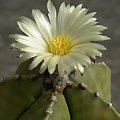 Astrophytum myriostigma v. nudum