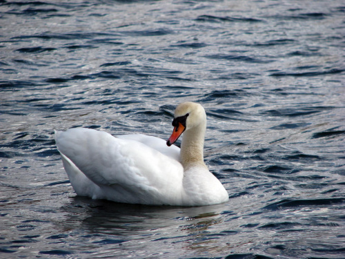 łabędź niemy ptak królewski #przyroda #natura #zwierzęta #ptaki #krajobraz #jezioro #góry #NadWodą #woda #wiosna