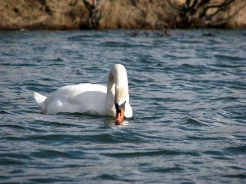 łabędź niemy ptak królewski #przyroda #natura #zwierzęta #ptaki #krajobraz #jezioro #góry #NadWodą #woda #wiosna