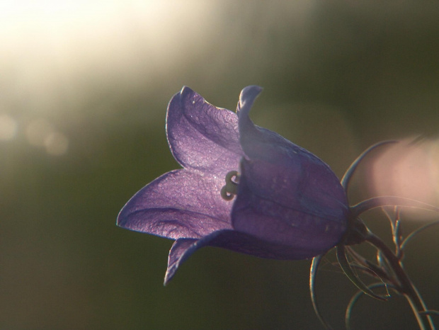Dzwonek alpejski (Campanula alpina) Zdjęcie zrobione w górach - grudzień 2006 #przyroda #natura #botanika #kwiaty #rośliny #makrofotografia #makro #niebo