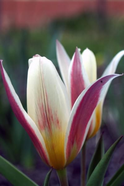 Wiosna, wiosna ach to Ty.... #przyroda #kwiaty #wiosna #działka #tulipan