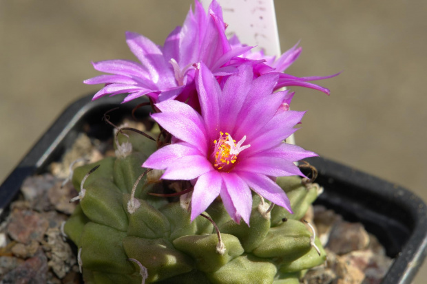 Turbinicarpus alonsoi