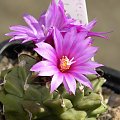 Turbinicarpus alonsoi