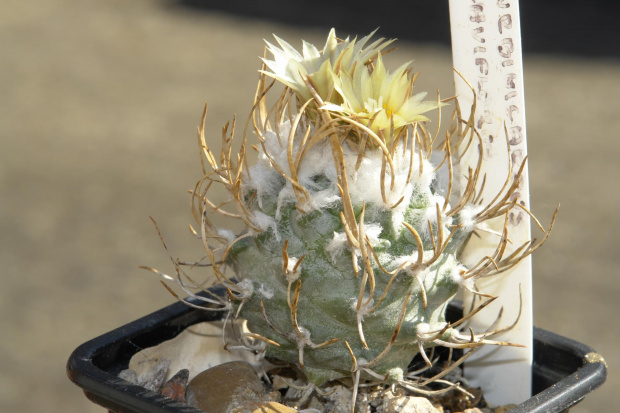 Turbinicarpus flaviflorus