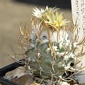 Turbinicarpus flaviflorus