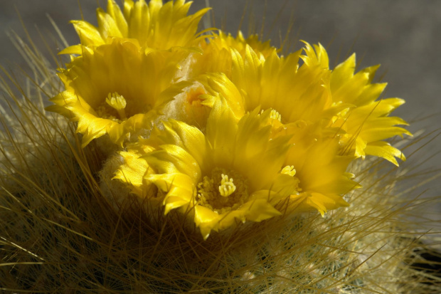 Parodia chrysacantion