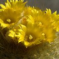 Parodia chrysacantion