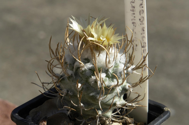 Turbinicarpus flaviflorus