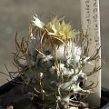 Turbinicarpus flaviflorus