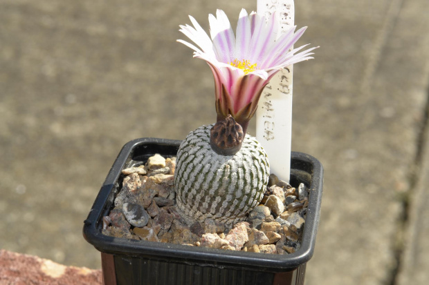 Turbinicarpus pseudopectinatus