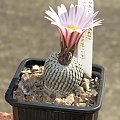 Turbinicarpus pseudopectinatus