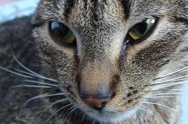 #kot #kotek #kotki #koty #koteczek #kicio #kotka #tiger