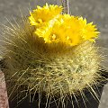 Parodia chrysacantion