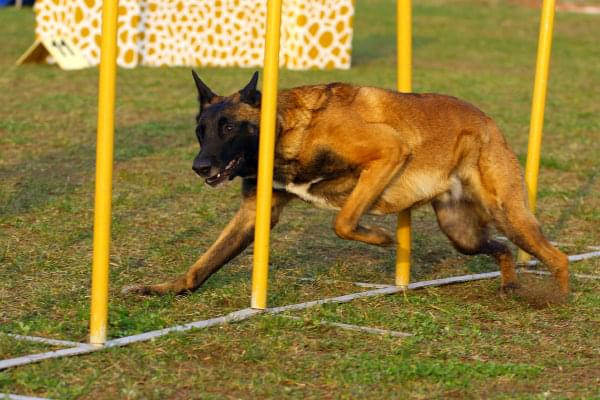 Zawody Agility Płock 5-6.04.2008 Psy