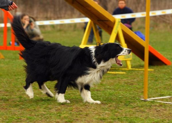 Zawody Agility Płock Psy