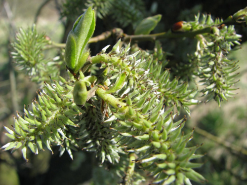 pąki #przyroda #natura #rośliny #kwiaty #botanika #makrofotografia #flora