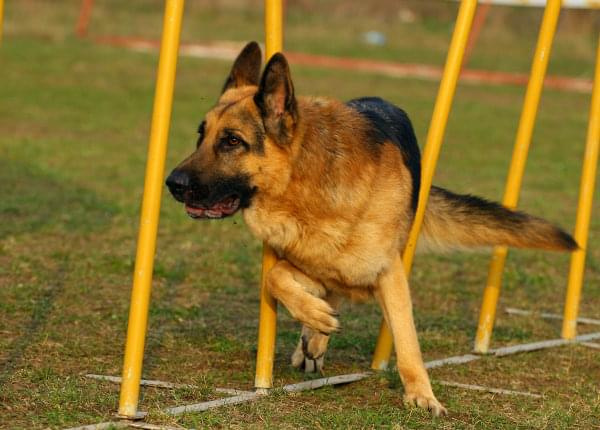 Zawody Agility Płock 5-6.04.2008 Psy