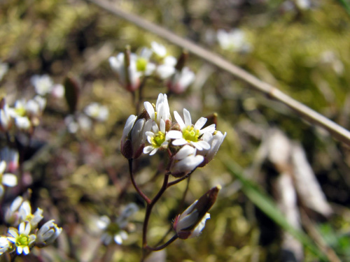 Gwiazdnica pospolita
(Stellaria media).Kwiaty w makrofotografii #przyroda #natura #rośliny #kwiaty #botanika #makrofotografia #FloraPolski #KwiatyPolne #wiosna