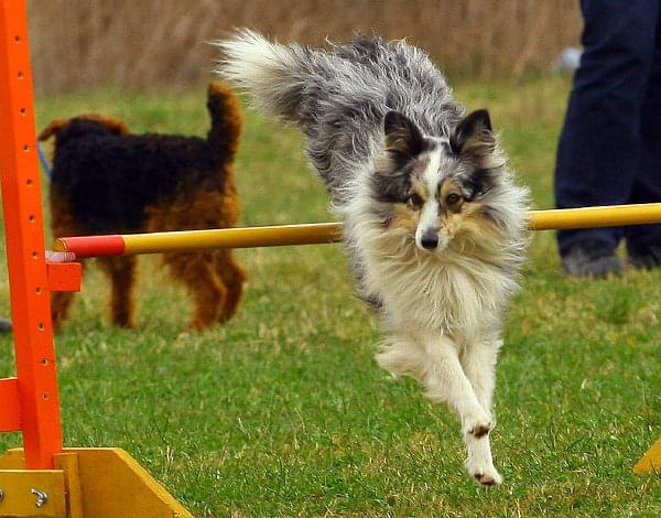 Zawody Agility Płock Psy