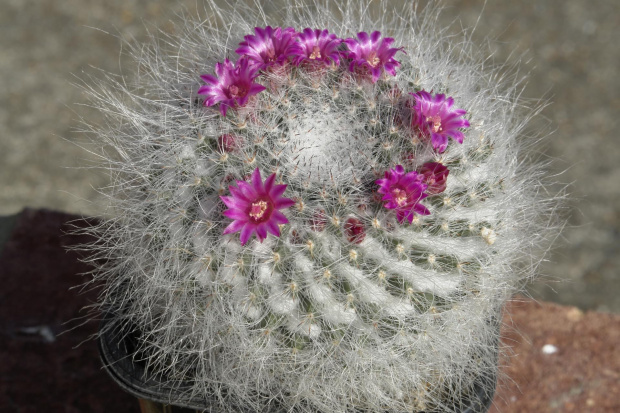 Mammillaria hahniana ssp hahniana