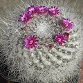 Mammillaria hahniana ssp hahniana