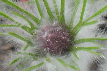 #wiosna #sasanka #kwiatki #ogród