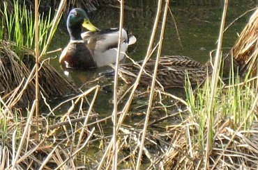 #kaczka #kaczki #kaczor