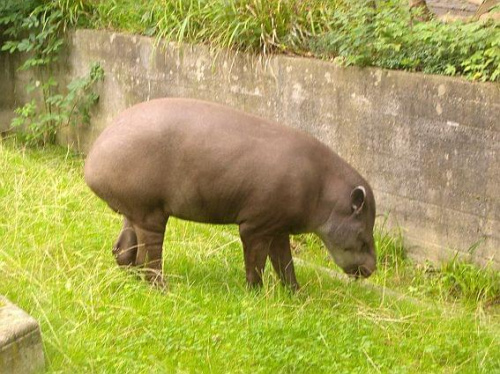 Wombat chyba ;-)