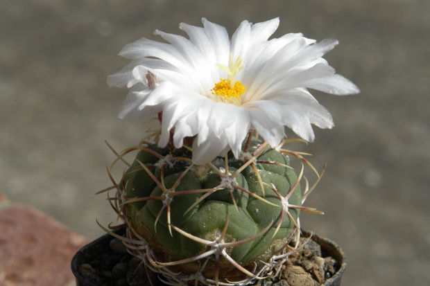 Thelocactus lloydii