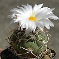 Thelocactus lloydii