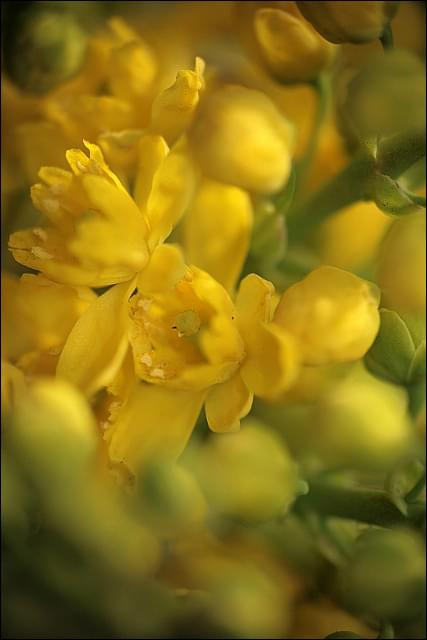 mahonia