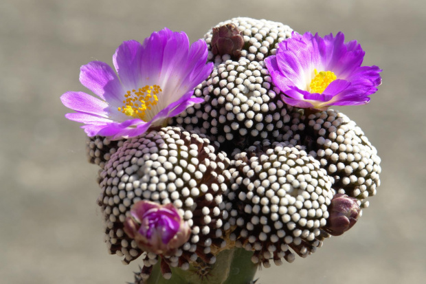 Mammillaria luethyi