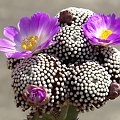 Mammillaria luethyi