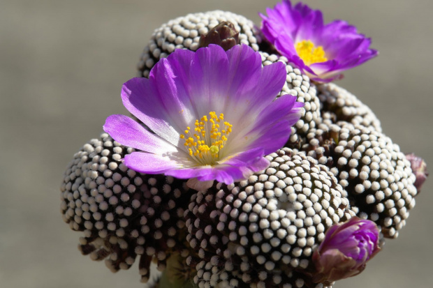 Mammillaria luethyi