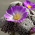 Mammillaria luethyi