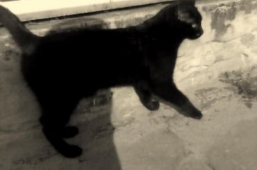 Imuś #imo #emo #kot #stoi