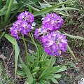 2008 wiosna #wiosna #kwiaty #ogród